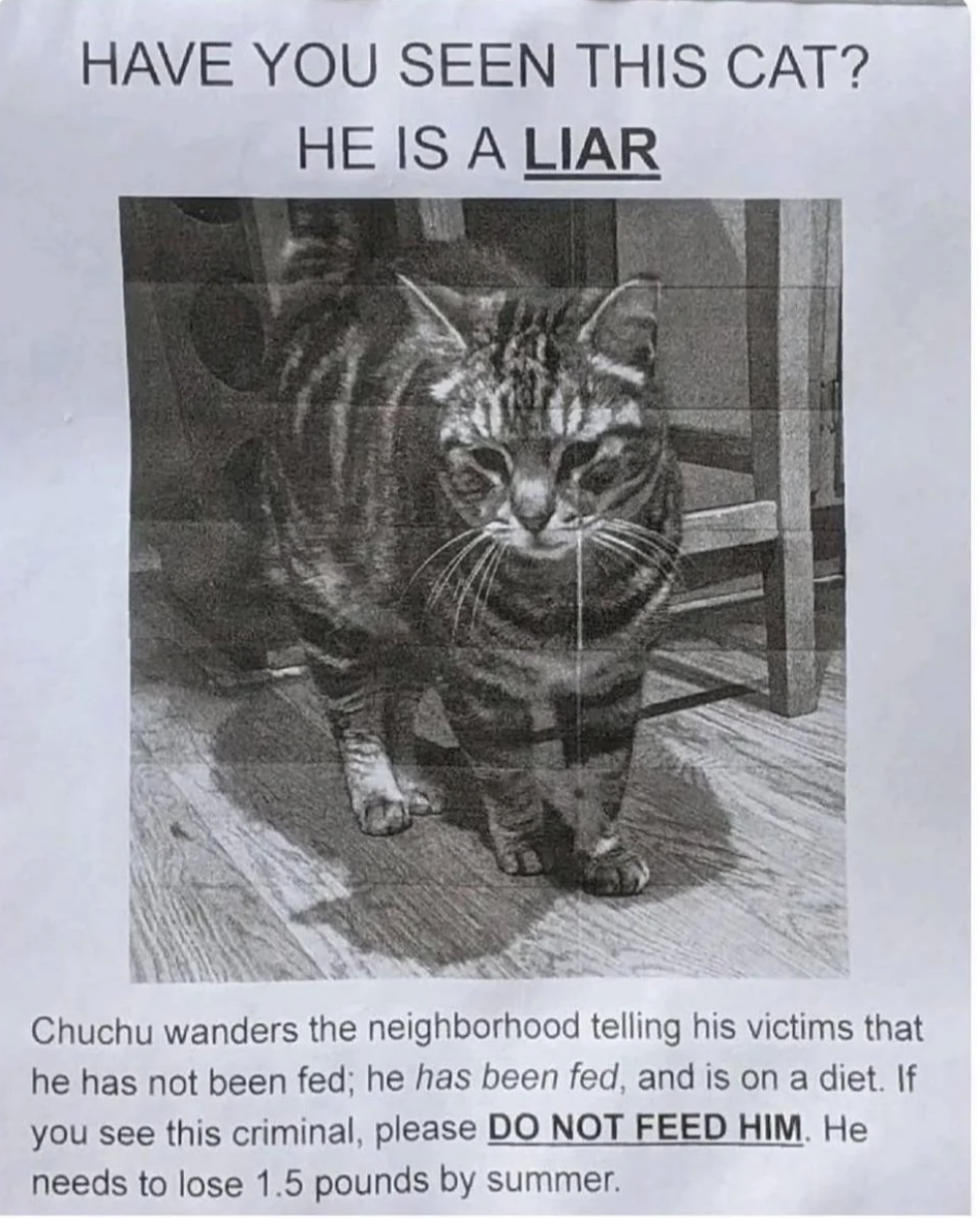 Lost cat poster with humorous text, claiming that the cat is a liar by saying it is not fed and is on a diet