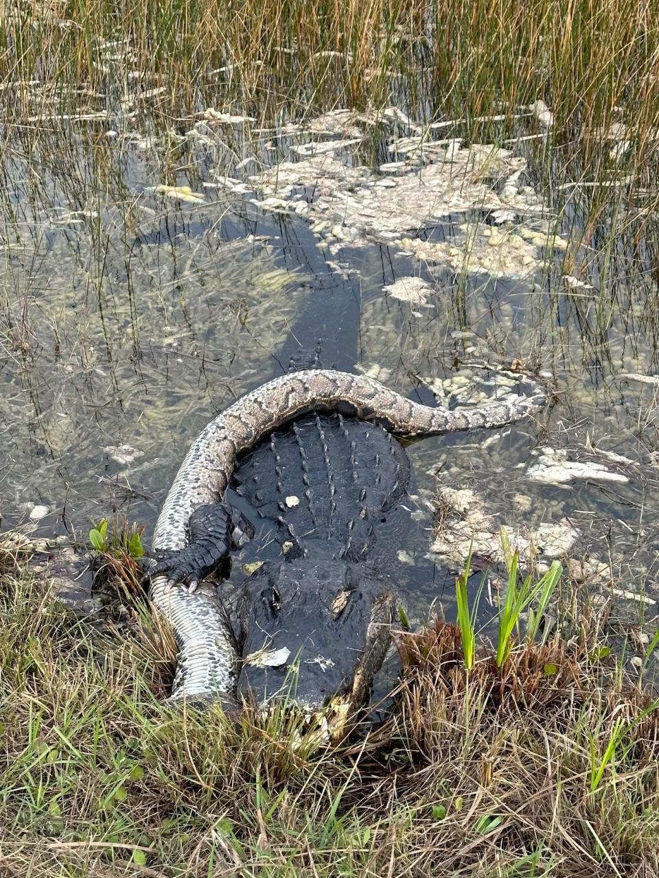 An alligator eating a python in the Florida Everglades. Alison Joslyn captured the photos on a Dec. 20, 2023 bike ride along the Shark Valley loop. The alligator moved very little, even though the python's head was in its mouth.