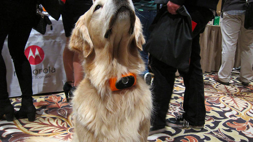 Dog wearing Motorola Scout 5000