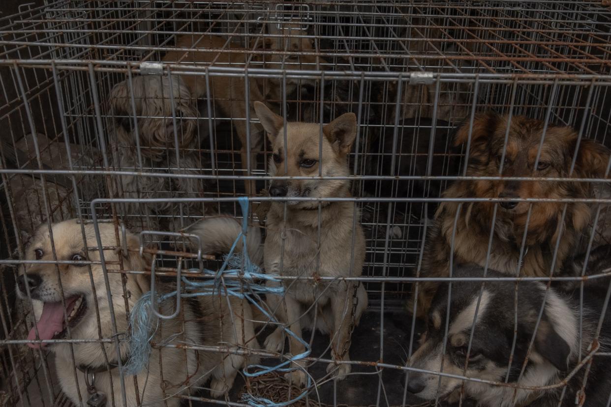 Dogs placed in a cage ahead of their evacuation from the village of Ruski Tyshky, Kharkiv region (AFP via Getty Images)
