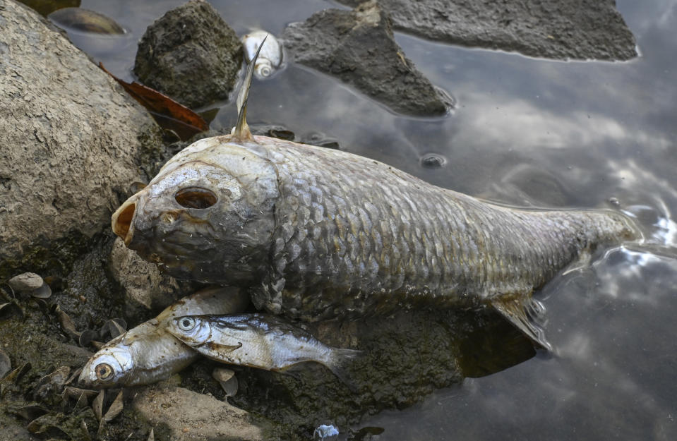 Dead fish lie on the banks of the German-Polish border river Oder in Lebus, eastern Germanny, Saturday, Aug. 13, 2022. Poland’s environment minister says laboratory tests following a mass dying off of fish detected high levels of salinity but no mercury in waters of Central Europe’s Oder River. (Patrick Pleul/dpa via AP)