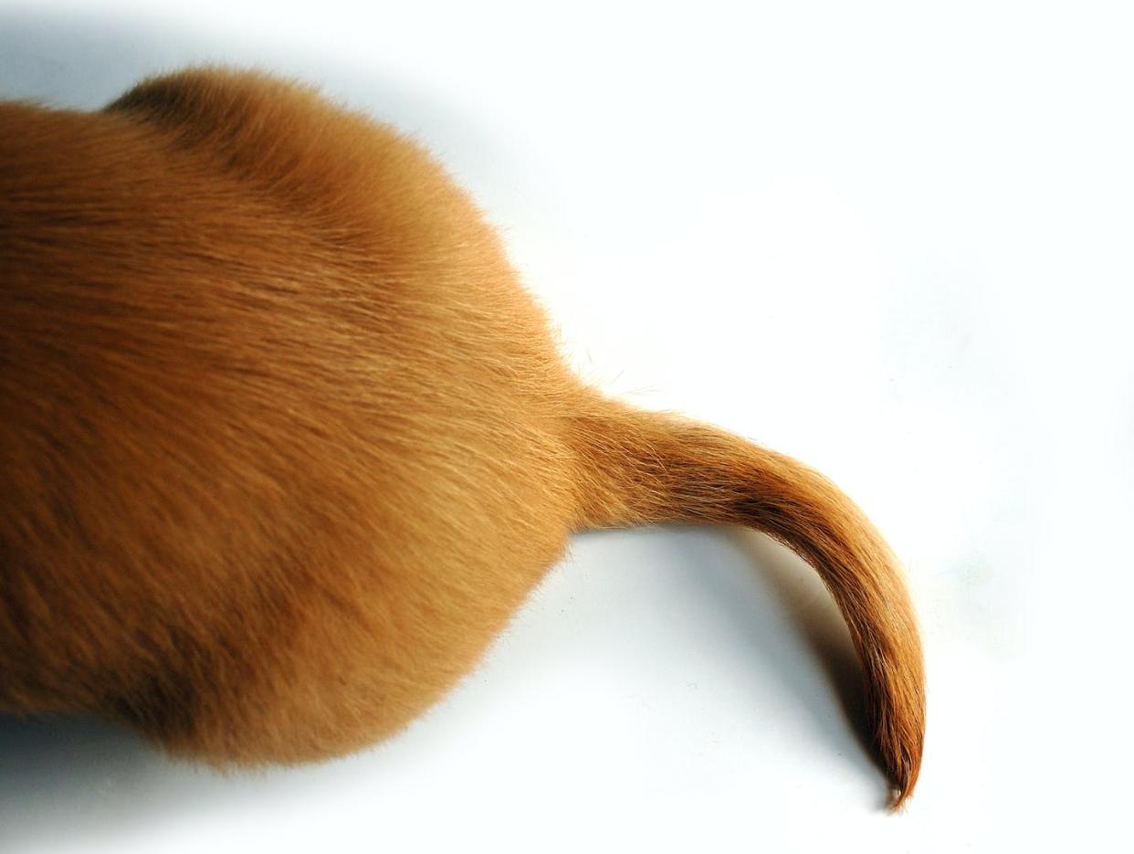 Dogs use their tails to communicate. <a href="https://media.gettyimages.com/photos/tail-of-dog-picture-id145861083?s=2048x2048" rel="nofollow noopener" target="_blank" data-ylk="slk:Eastimages/Moment via Getty Images;elm:context_link;itc:0;sec:content-canvas" class="link ">Eastimages/Moment via Getty Images</a>