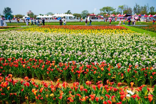 桃園彩色海芋季為期16天、橫跨三個週末（圖／翻攝自桃園市政府官網）