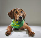 <p>Team: Ruff<br> From: Nashville Humane Association<br> (Photo: Animal Planet) </p>