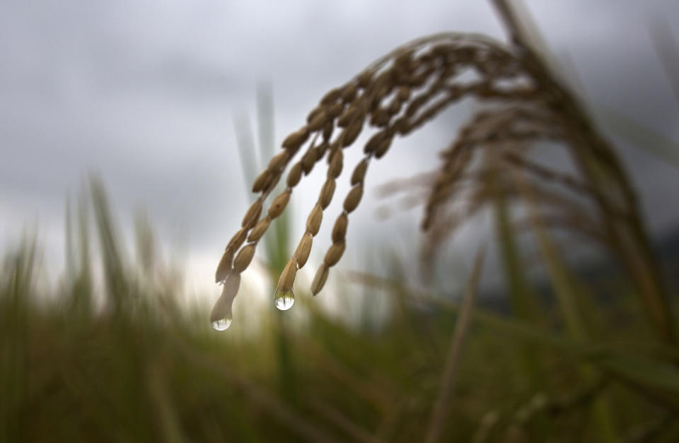 Planta de arroz en un campo de la India. (AP Photo/Anupam Nath, File)