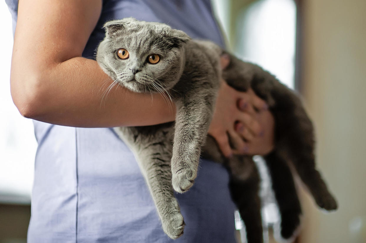 Pet insurance doesn't work like health insurance for humans. Accordingly, the question surrounding how much coverage owners should have is a subjective one. / Credit: Getty Images