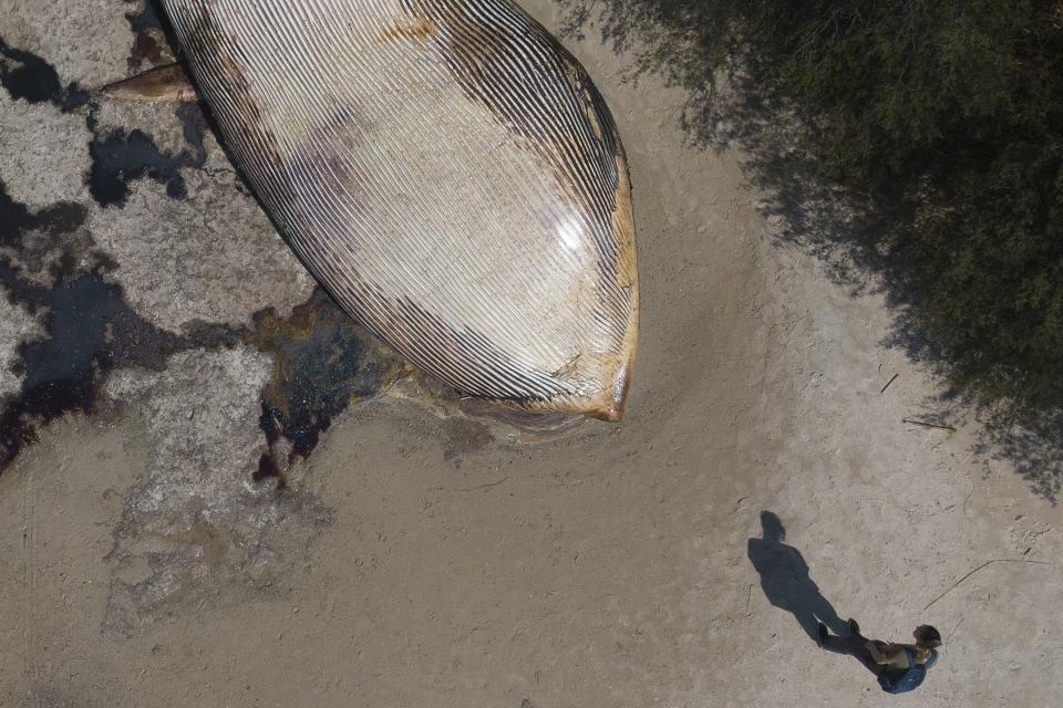 Una persona se para a mirar el cuerpo de una ballena muerta en la costa de Artilleros in Colonia, Uruguay, el viernes 29 de septiembre de 2023. La ballena fue descubierta el 23 de septiembre. (AP Foto/Matilde Campodónico)