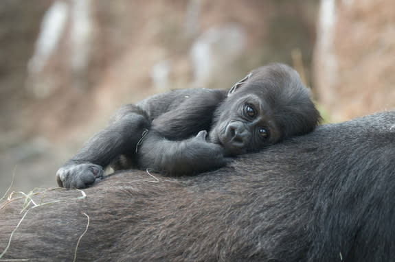 The Bronx Zoo welcomed two baby western lowland gorillas in 2015. This youngster is content to hitch a ride on his mom's back.