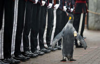 <p>Uniformed soldiers of the King of Norway’s Guard parade for inspection by their mascot, king penguin Nils Olav, at Edinburgh Zoo, Monday, Aug. 22, 2016. It was announced that the penguin who had previously been knighted has been promoted and given the new title of "Brigadier Sir Nils Olav”. (Jane Barlow/PA via AP) </p>