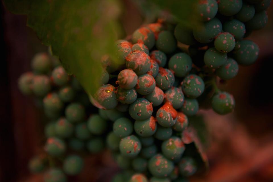 Fire retardant spots wine grapes in a vineyard near the Sand Fire near Plymouth, California