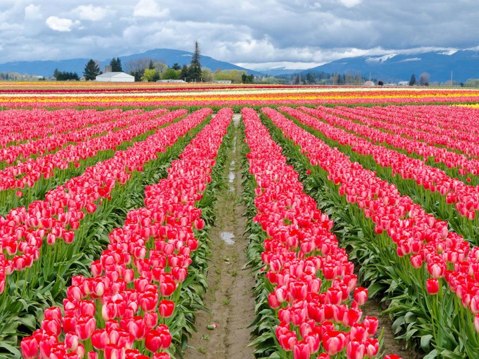 skagit tulip fields