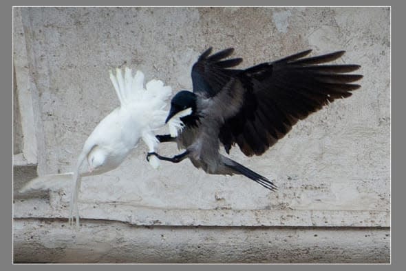 Vatican Peace Doves