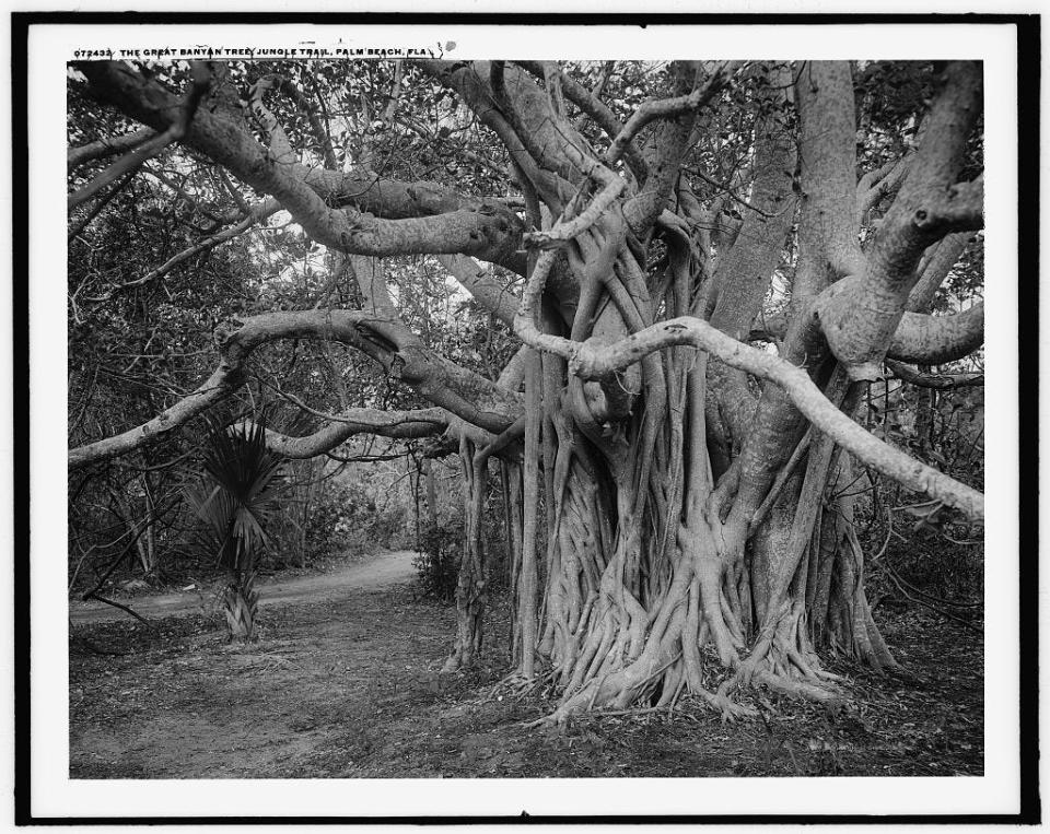 A giant banyan tree along the Jungle Trail in the early 1900s.