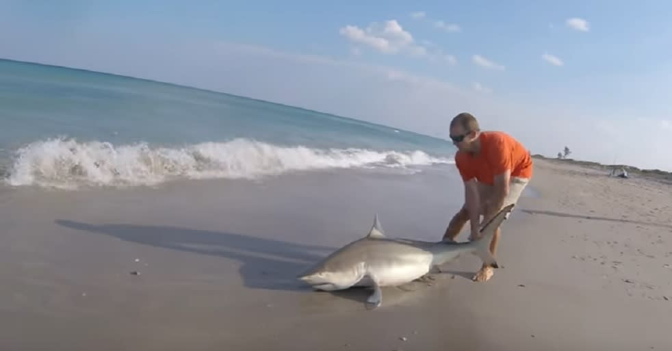 This guy saved a shark caught on a fishing line, and we are applauding this  incredible act of bravery