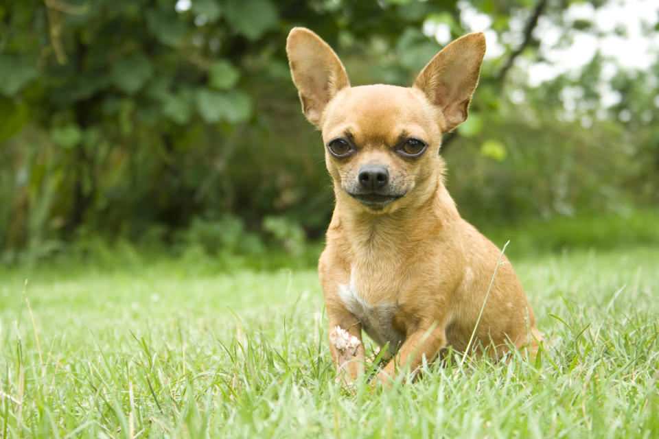 Chihuahua (Getty Images)