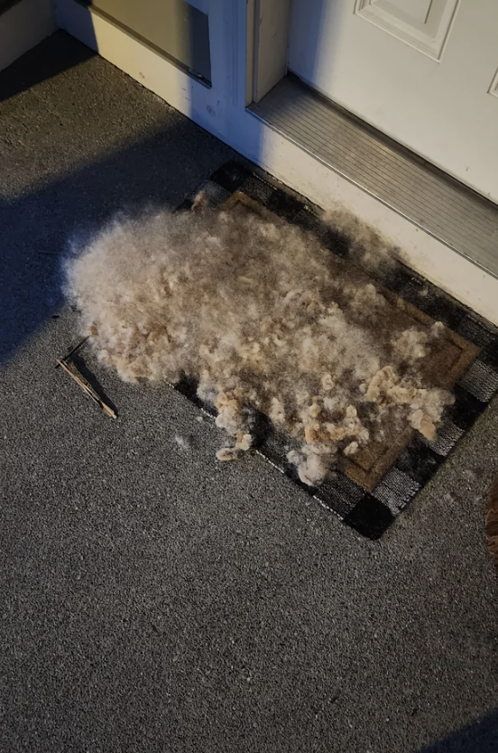 A doormat covered with fluffy dog hair, suggesting a dog was recently groomed
