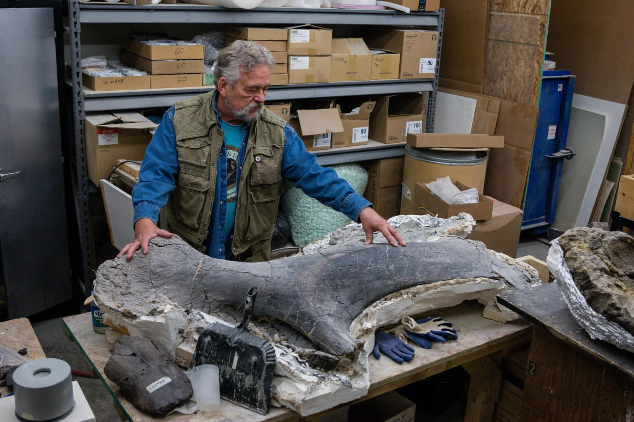 Peter Larson, cuya empresa de excavaciones ha estado en la primera línea del auge de las ventas de fósiles de dinosaurios, con un molde de un “Tyrannosaurus rex” llamado Stan en su museo en Hill City, Dakota del Sur, el 13 de noviembre de 2022. (Tara Weston/The New York Times) 