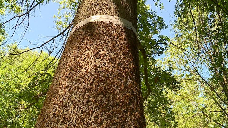 Spongy moth caterpillars at the Morse family property in Martin. (May 22, 2024)