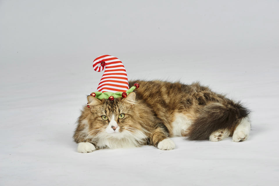 <p>Who hasn’t thought about their cat in an elf hat at Christmas time?<br><a rel="nofollow noopener" href="https://www.petbarn.com.au/christmasgiftguide#view=catalogue2&saleId=24873&page=1" target="_blank" data-ylk="slk:Photo: Petbarn;elm:context_link;itc:0;sec:content-canvas" class="link ">Photo: Petbarn</a> </p>