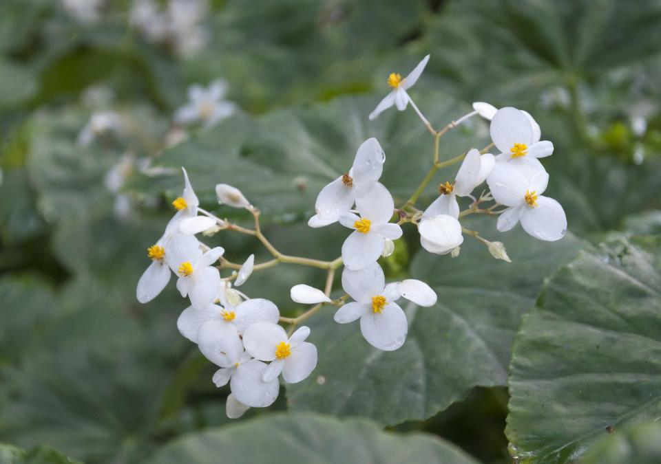 best white flowers begonia