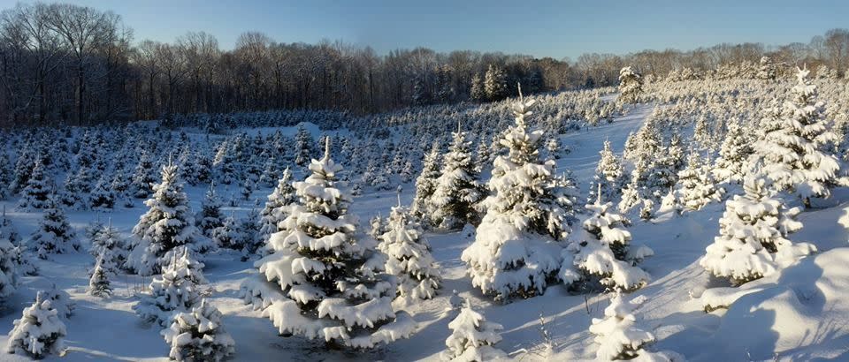 Connecticut: Jones Family Farms, Shelton