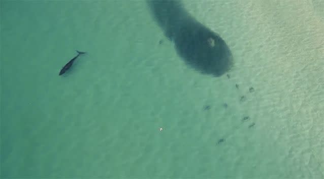 Massive 'bait ball' brings shark frenzy to NSW coast as beachgoers