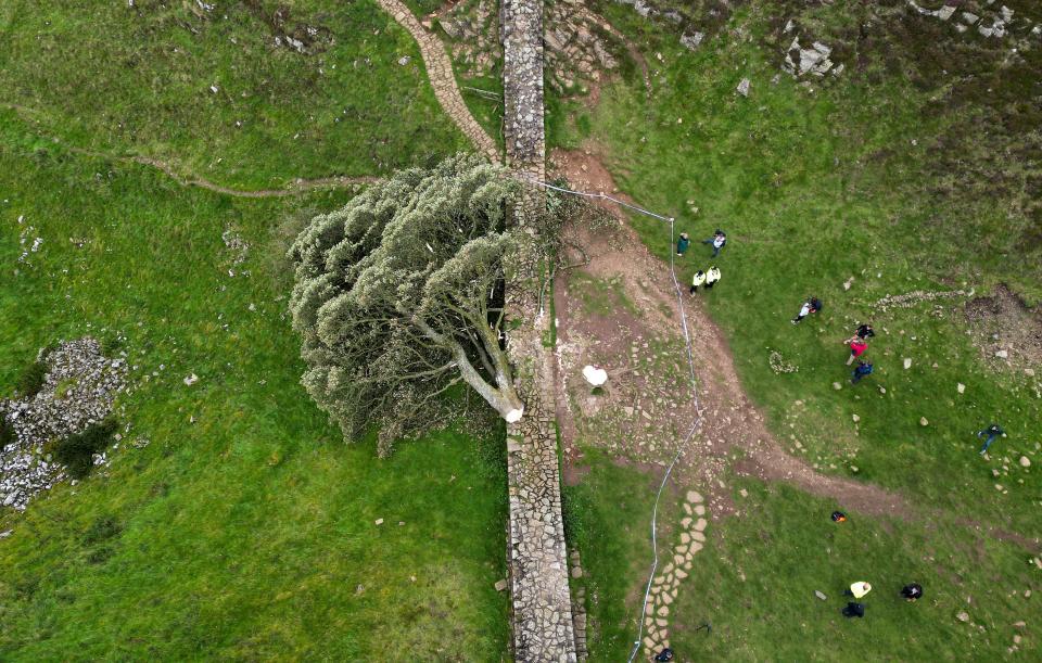 An aerial view shows the felled Sycamore Gap tree, along Hadrian’s Wall, near Hexham, northern England on September 28, 2023 (Getty Images)