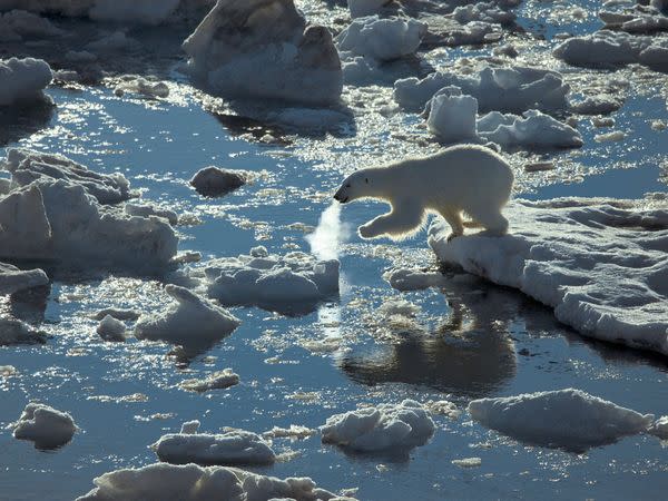 Young Polar Bear, Spitsbergen