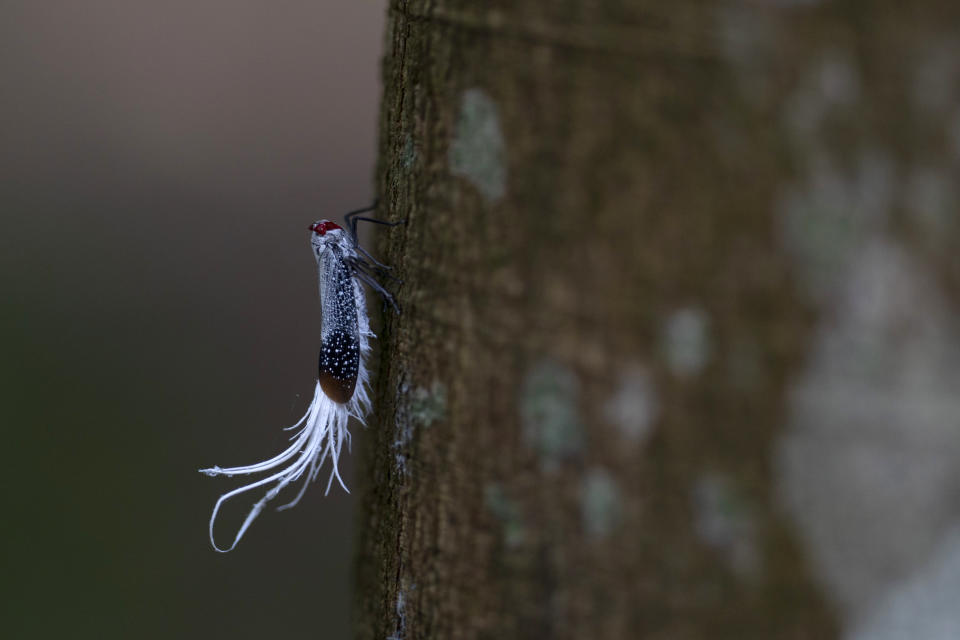 In this Nov. 30, 2019 photo, a rooster-tail cicada clings to a tree on the property of Joao Batista Ferreira in Belterra, Para state, Brazil. The area was jungle throughout Ferreira's childhood. Today, his plot is an island of shade and birdsong in the middle of sweeping plantations. (AP Photo/Leo Correa)