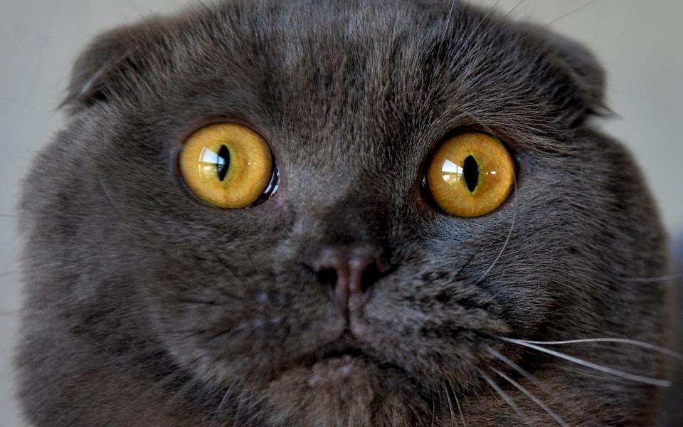 Health fears grow over fashionable 'grumpy' flat-faced cats