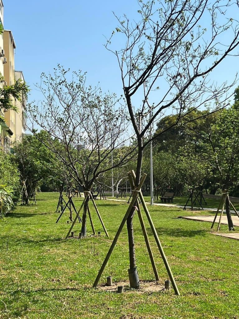 新竹市金山東街的櫻花公園，面積約一點零九公頃，近日完工重新開放，將成為竹市另一個熱門遊憩的打卡景點。(記者曾芳蘭攝)