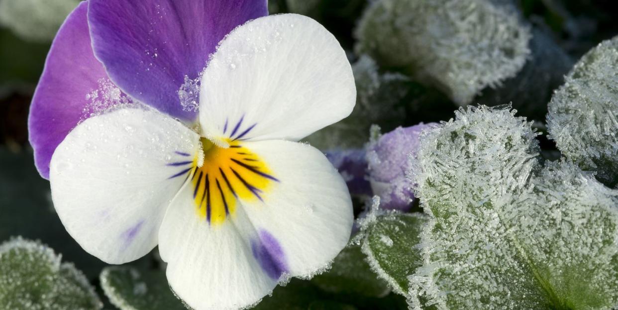 winter pansies