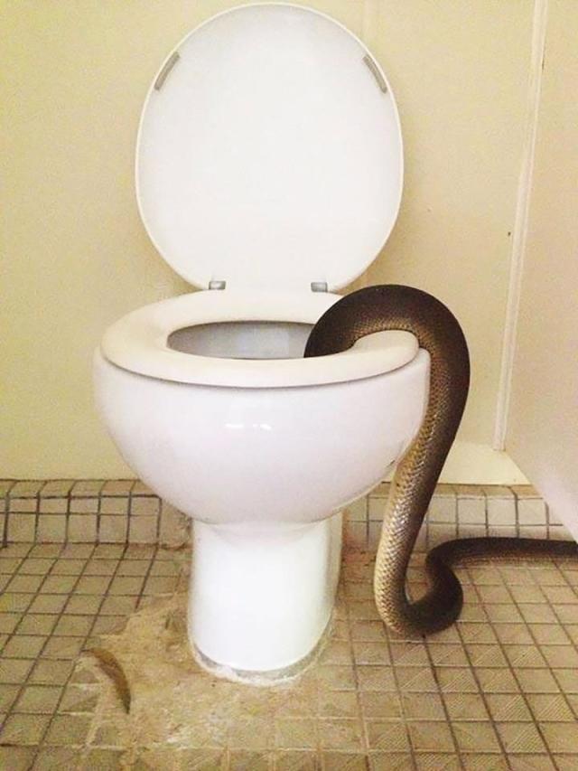 Australian Man Sitting On Toilet Spots Enormous Python Lounging Atop Shower