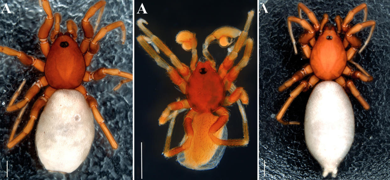 Un trío de especies de arañas, pertenecientes al género “Roddenberryus”, que han sido bautizadas como Kirk, Spock y McCoy, en honor a los personajes de la serie original de “Viaje a las estrellas”. (European Journal of Taxonomy vía The New York Times)