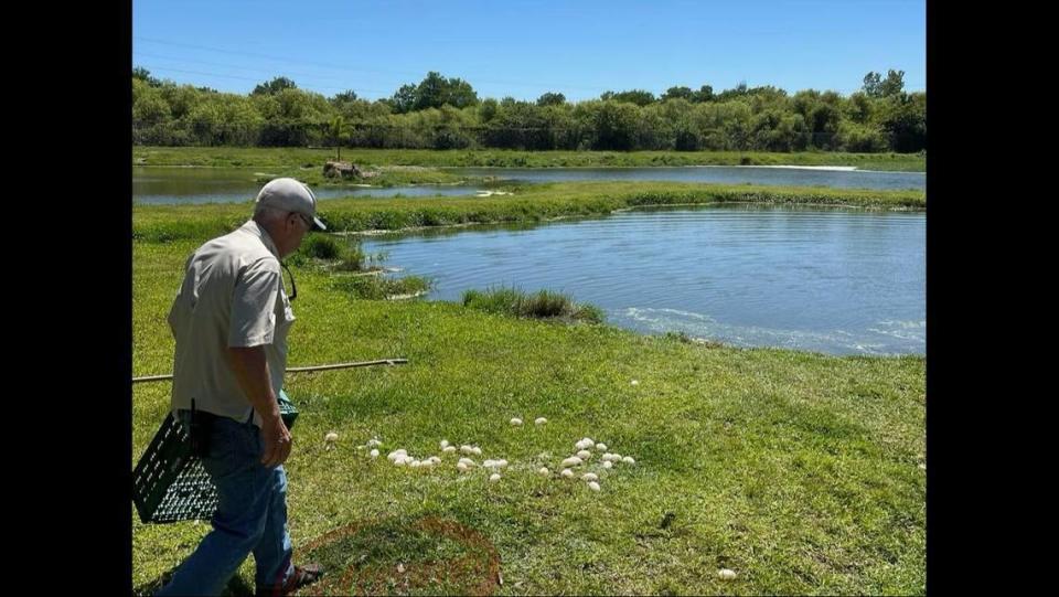 El personal del parque recuperó los 38 huevos que sobrevivieron y cree que los bebés pueden salir del cascarón en 90 días.