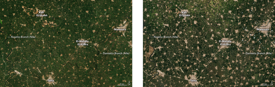 The Nile Delta in 1984 (left) and 2021 (right). The population of Egypt has more than doubled since the 1980s, rising from 45 million to more than 100 million today. Just 4 percent of Egypt’s land is suitable for farming, and that area is shrinking as cities rapidly expand. NASA