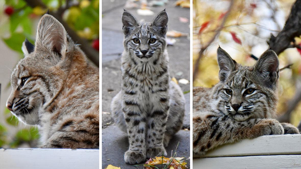 Cathy Brodner was thrilled to capture photos of bobcat kittens in her Douglasdale backyard in the fall of 2023. (Cathy Brodner - image credit)