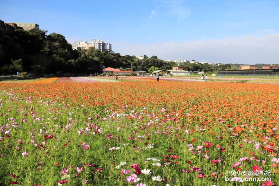 2019桃園花彩節大溪展區