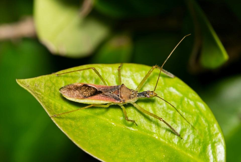 Assassin bug