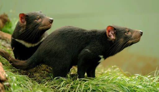 Tasmanian Devils once roamed Australia but since about 1600 have been isolated to Tasmania, an island state south of the mainland, where a series of disease outbreaks has seen their genetic stocks severely diminished