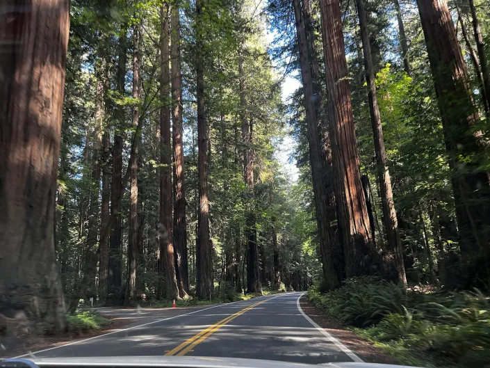 A picture taken from the car of a paved road with huge redwood trees on either side