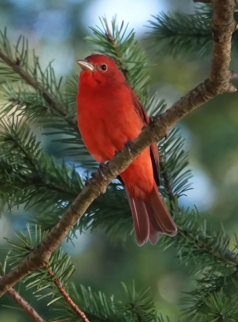 Normally a Summer Tanager would spend its winter in Central America or the Caribbean, not North Saanich.