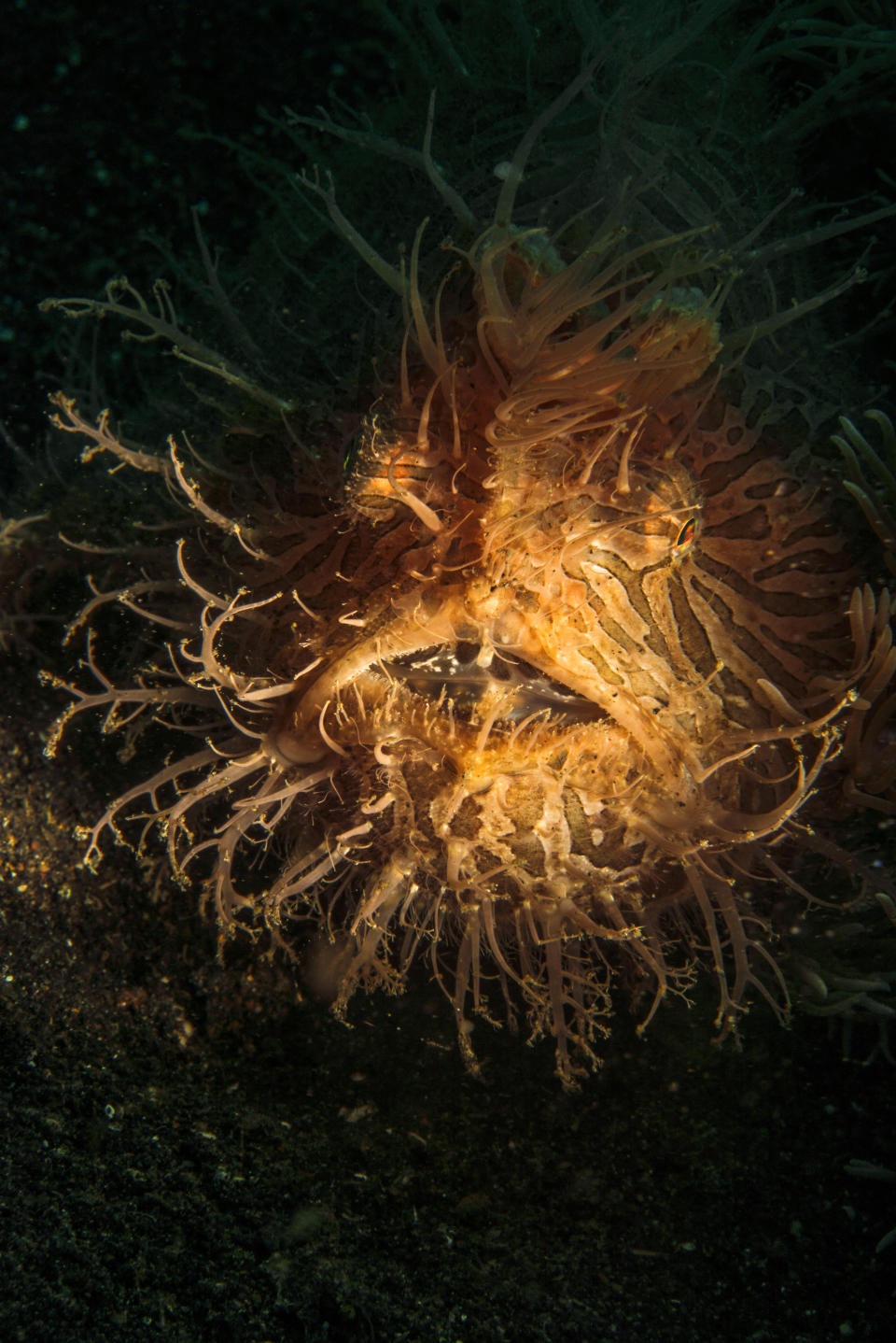 Close-up of a frogfish camouflaged to blend with its surroundings. It appears covered with algae and seaweed, making it hard to distinguish from its environment