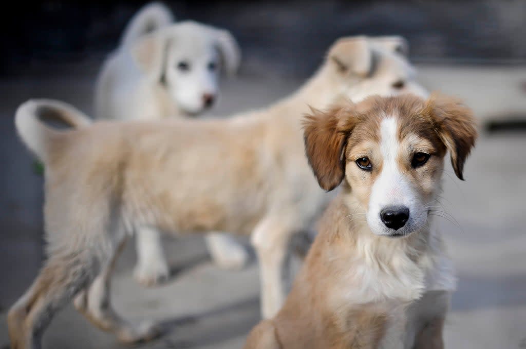 Prime Minister Boris Johnson has previously denied intervening to bring Nowzad staff and animals to Britain (Ben Birchall/PA) (PA Archive)