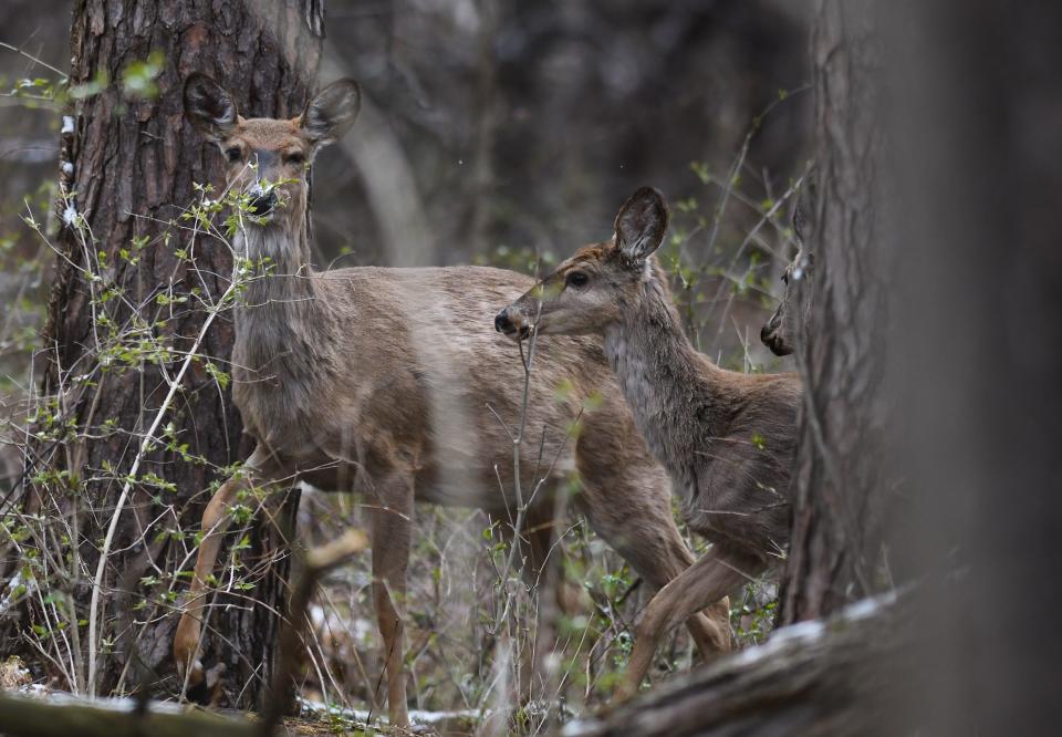 Three whitetail deer seen at Fenner Nature Center in Lansing, Wednesday, April 22, 2020.