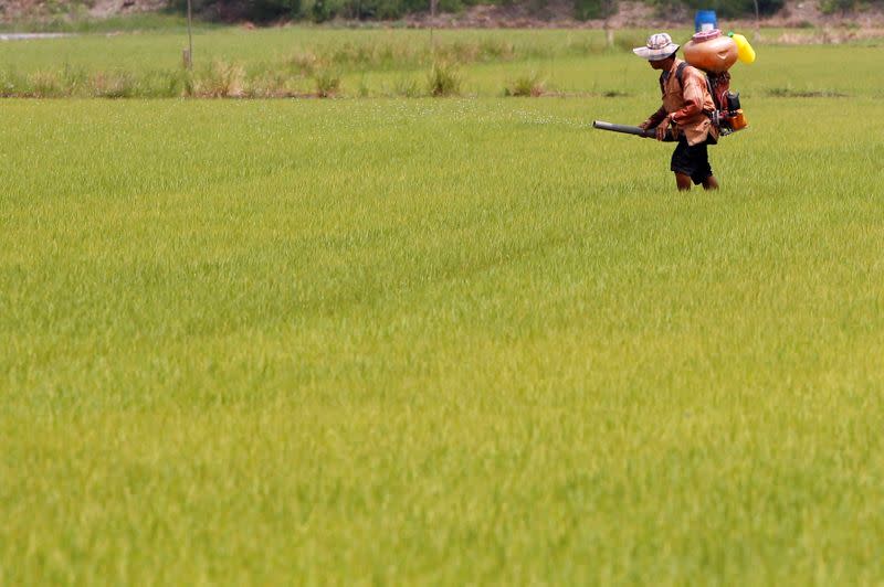 FILE PHOTO: A farmer sprays an unidentified pesticide over a rice field in Nonthaburi province