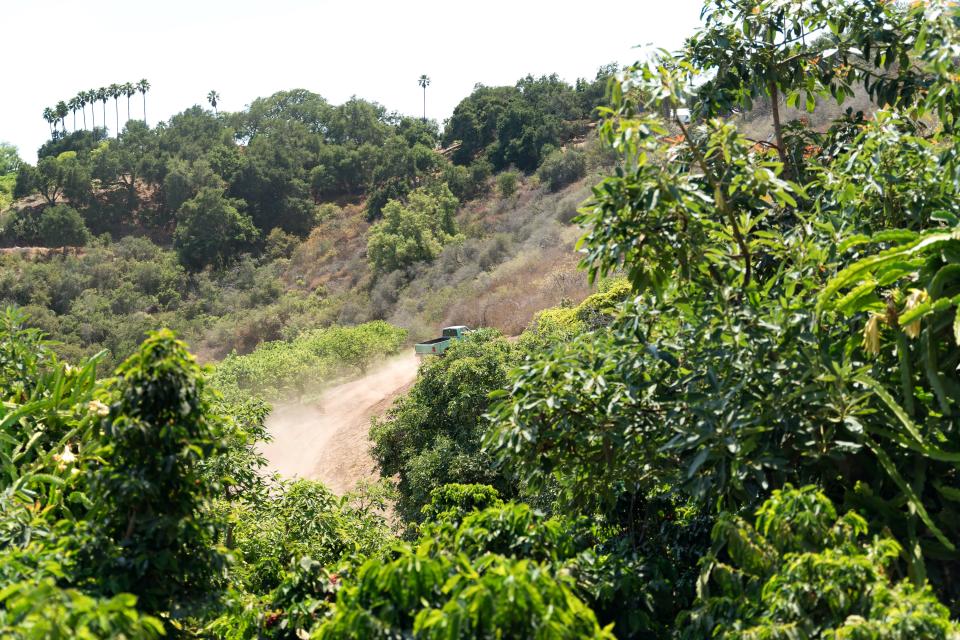 At Good Land Organics, located in the hills of Santa Barbara, California, founder Jay Ruskey planted a trial crop of coffee in 2002. Today, the resultant company Frinj Coffee works with more than 70 coffee farms, which have planted more than 100,000 coffee trees in central and southern California.