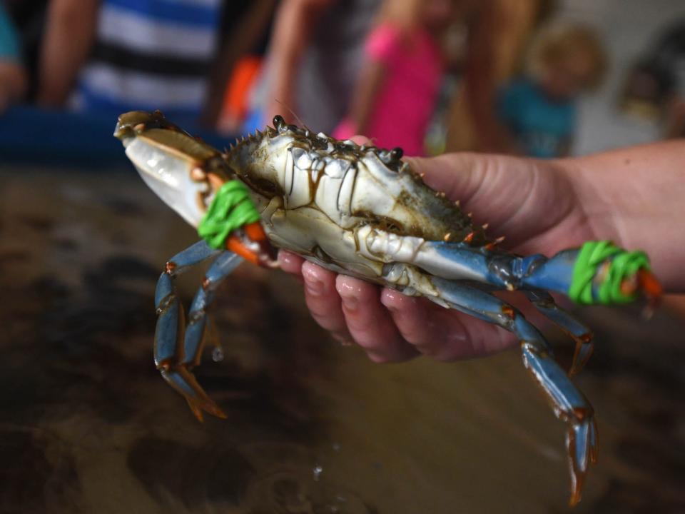 Landings for blue crab in North Carolina have been trending downward since the late 1990s.