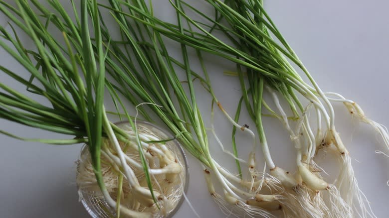 young garlic on white background