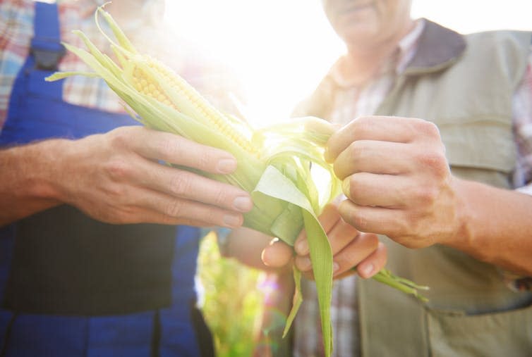 <span class="caption">Corn is more productive in hot, dry conditions.</span> <span class="attribution"><a class="link " href="https://www.shutterstock.com/image-photo/close-corn-crop-475104994?src=xAFTan8afr6tVp7yah-khg-1-7" rel="nofollow noopener" target="_blank" data-ylk="slk:Shutterstock;elm:context_link;itc:0;sec:content-canvas">Shutterstock</a></span>